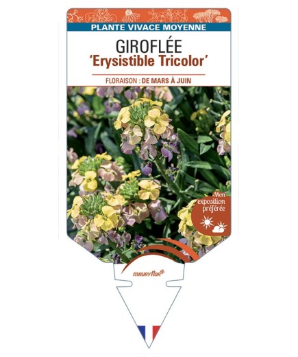 ERYSIMUM Erysistible Tricolor voir Giroflée