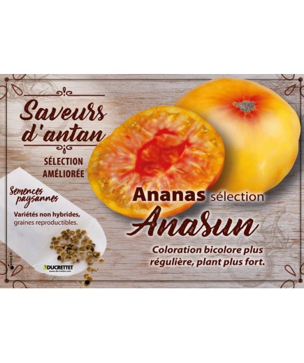 Tomate Ananas sélection Anasun