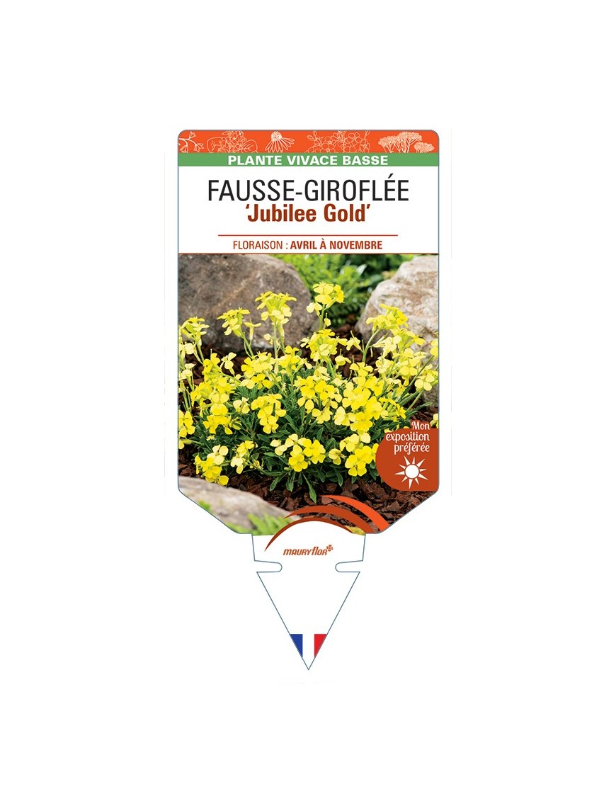 ERYSIMUM Jubilee Gold voir Fausse-Giroflée