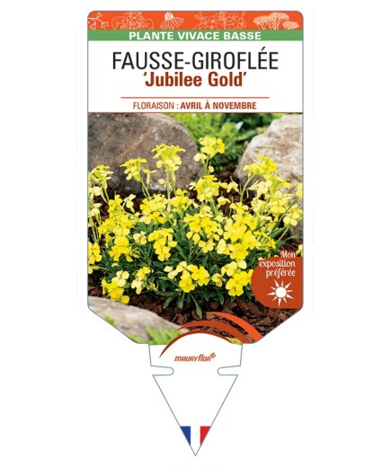 ERYSIMUM Jubilee Gold voir Fausse-Giroflée
