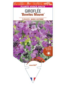 ERYSIMUM linifolium Bowles Mauve voir Giroflée