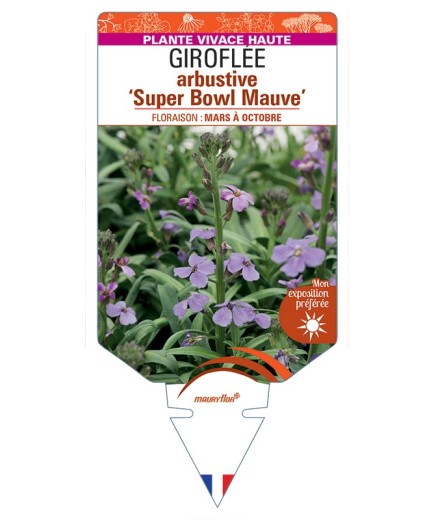 ERYSIMUM linifolium Super Bowl Mauve voir Giroflée arbustive
