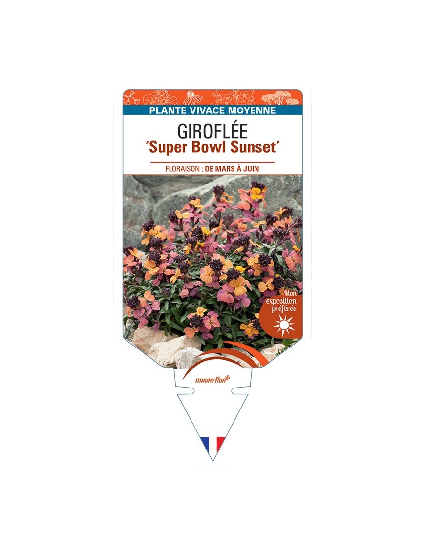 ERYSIMUM linifolium Super Bowl Sunset voir Giroflée arbustive