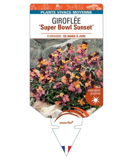 ERYSIMUM linifolium Super Bowl Sunset voir Giroflée arbustive