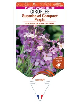 ERYSIMUM linifolium Superbowl Compact Purple voir Giroflée