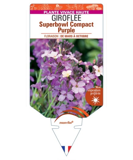 ERYSIMUM linifolium Superbowl Compact Purple voir Giroflée
