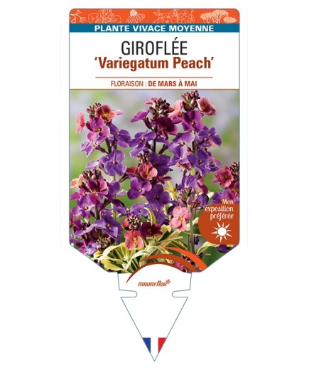 ERYSIMUM linifolium Variegatum Peach voir Giroflée arbustive
