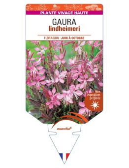 GAURA lindheimeri (rose)