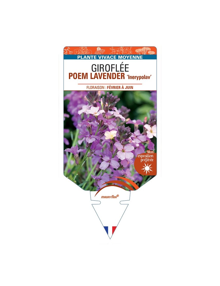 ERYSIMUM POEM LAVENDER Inerypolav voir Giroflée