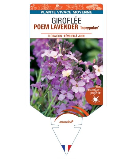 ERYSIMUM POEM LAVENDER Inerypolav voir Giroflée