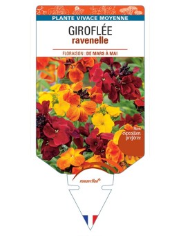 ERYSIMUM ravenelle voir Giroflée