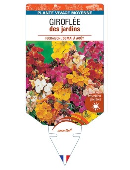 ERYSIMUM voir Giroflée des jardins