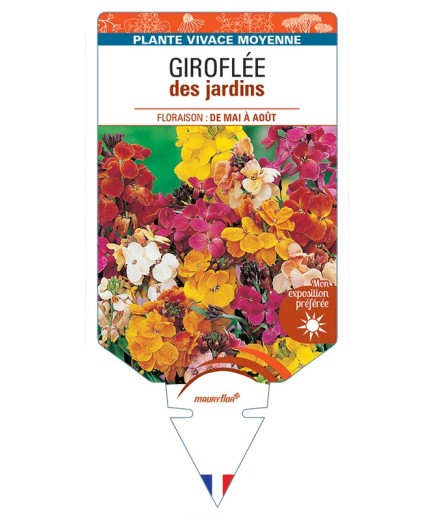 ERYSIMUM voir Giroflée des jardins