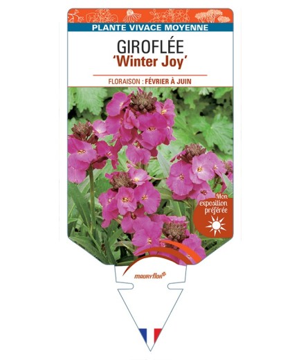 ERYSIMUM Winter Joy voir Giroflée