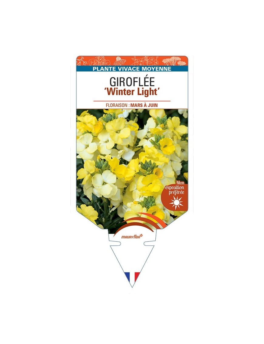 ERYSIMUM Winter Light voir Giroflée