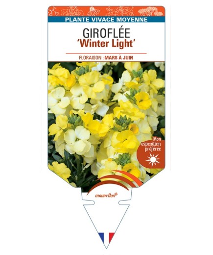 ERYSIMUM Winter Light voir Giroflée