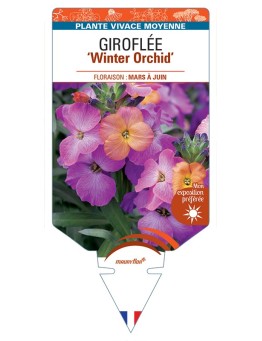 ERYSIMUM Winter Orchid voir Giroflée