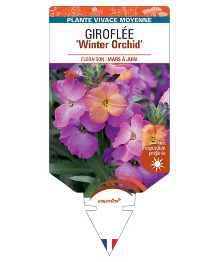 ERYSIMUM Winter Orchid voir Giroflée