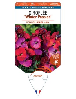 ERYSIMUM Winter Passion voir Giroflée