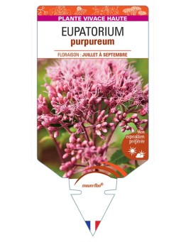 EUPATORIUM PURPUREUM (rouge)