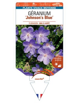 GERANIUM 'Johnson's Blue' *