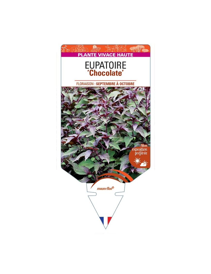 EUPATORIUM rugosum Chocolate voir Eupatoire