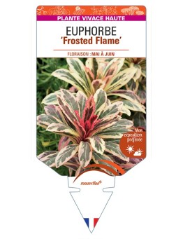 EUPHORBIA (amygdaloides) Frosted Flame