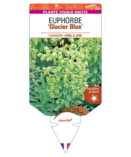 EUPHORBIA (characias) Glacier Blue