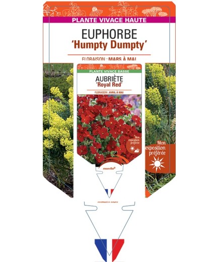 EUPHORBIA (characias) Humpty Dumpty