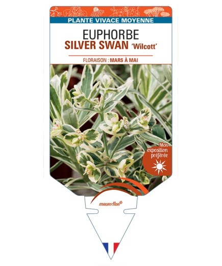 EUPHORBIA (characias) SILVER SWAN Wilcott