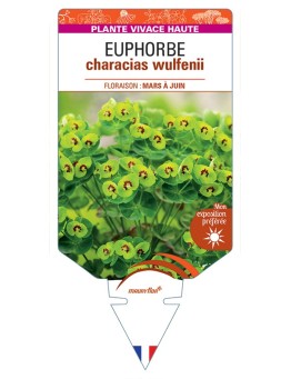 EUPHORBIA characias wulfenii