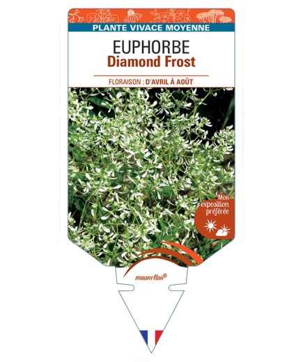 EUPHORBIA Diamond Frost