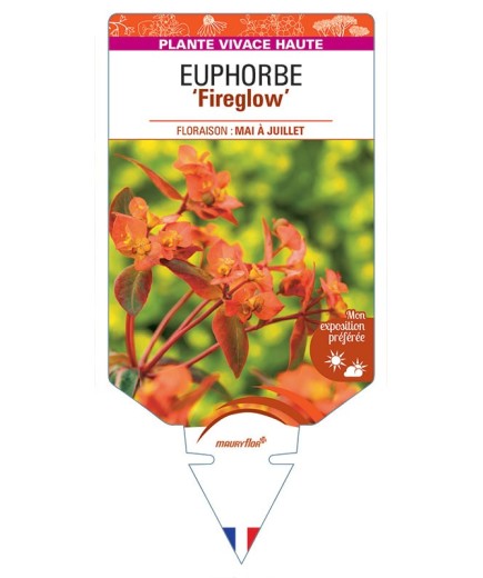 EUPHORBIA GRIFFITHII FIREGLOW