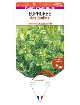 EUPHORBIA lathyris voir Euphorbe des jardins