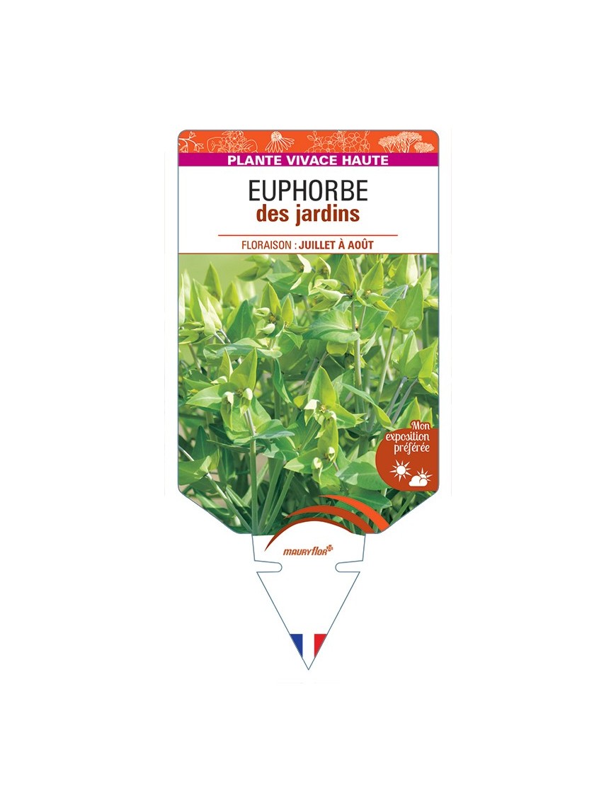 EUPHORBIA lathyris voir Euphorbe des jardins
