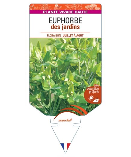 EUPHORBIA lathyris voir Euphorbe des jardins