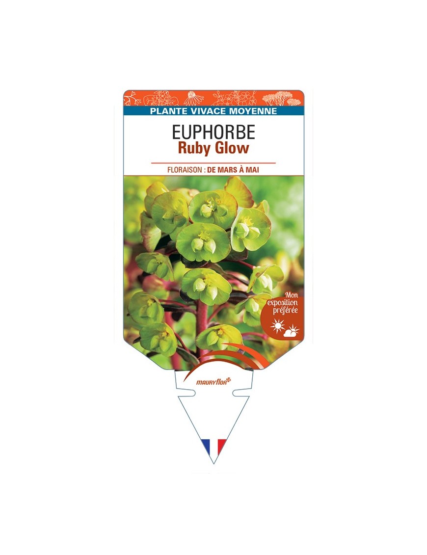 EUPHORBIA Ruby Glow