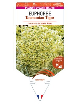 EUPHORBIA Tasmanian Tiger