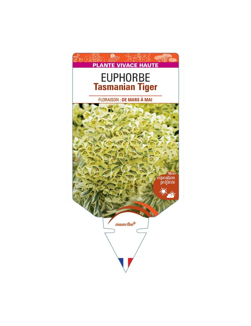 EUPHORBIA Tasmanian Tiger
