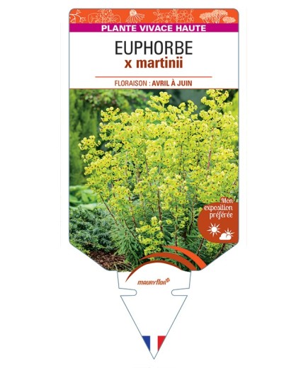 EUPHORBIA x martinii