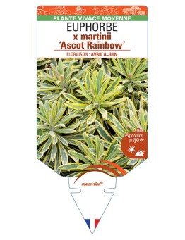 EUPHORBIA x martinii Ascot Rainbow