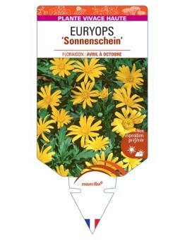 EURYOPS Sonnenschein