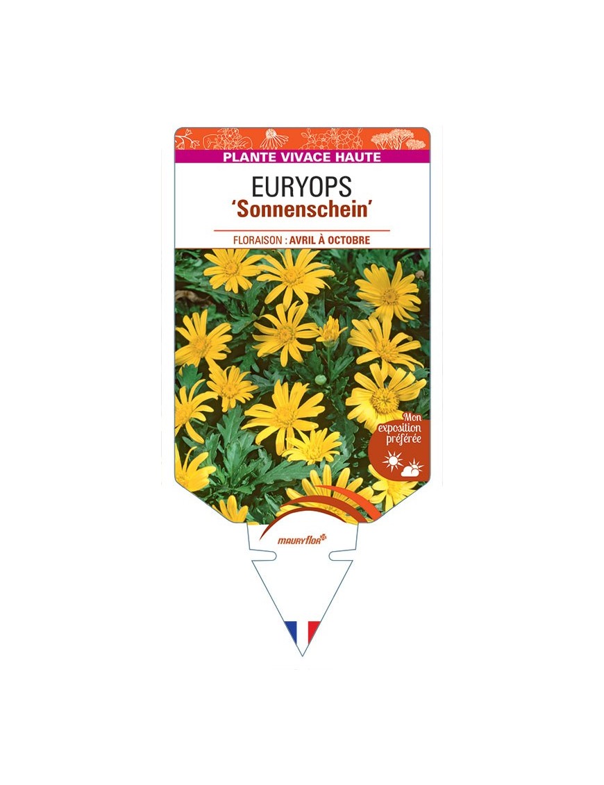 EURYOPS Sonnenschein