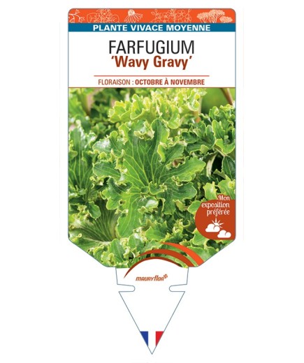FARFUGIUM (japonicum) Wavy Gravy