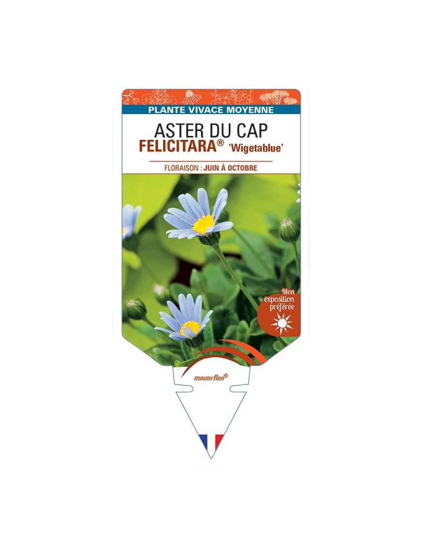 FELICIA amelloides FELICITARA® Wigetablue voir ASTER DU CAP