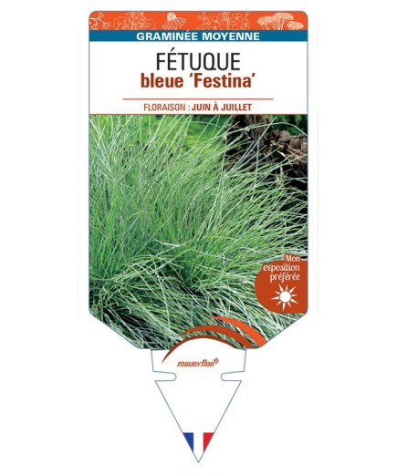 Fétuque (bleu) Festina