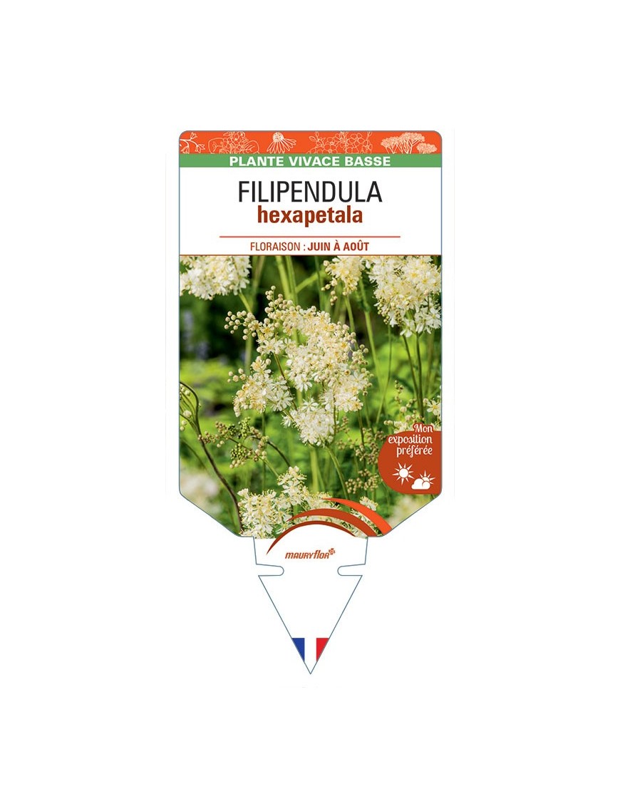 FILIPENDULA HEXAPETALA