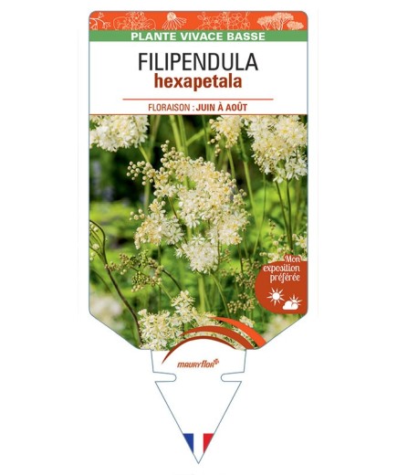 FILIPENDULA HEXAPETALA