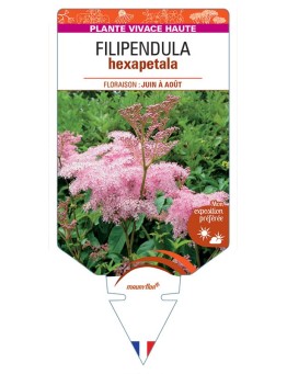 FILIPENDULA HEXAPETALA (rouge)