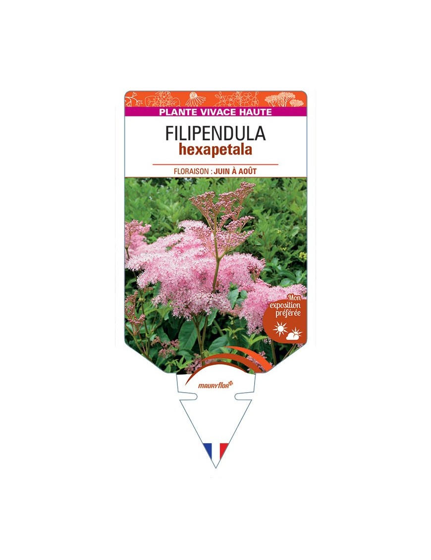 FILIPENDULA HEXAPETALA (rouge)